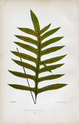 POLYPODIUM PHYMATODES