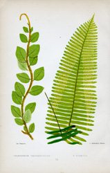 POLYPODIUM VACCINIFOLIUM PLUMULA