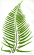 Antique fern lithographs from 