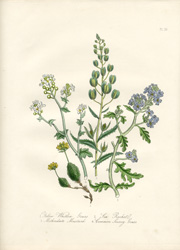 British Wild Flowers by Mrs. Loudon