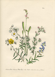 British Wild Flowers by Mrs. Loudon