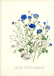 British Wild Flowers by Mrs. Loudon