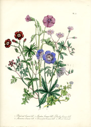 British Wild Flowers by Mrs. Loudon