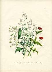 British Wild Flowers by Mrs. Loudon