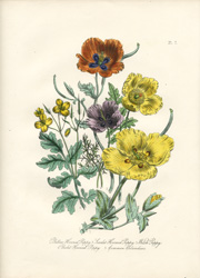 British Wild Flowers by Mrs. Loudon