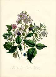 British Wild Flowers by Mrs. Loudon