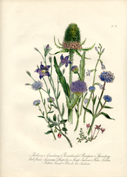 British Wild Flowers by Mrs. Loudon