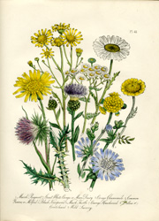 British Wild Flowers by Mrs. Loudon