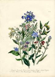 British Wild Flowers by Mrs. Loudon