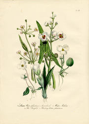 British Wild Flowers by Mrs. Loudon