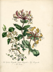 Honeysuckle