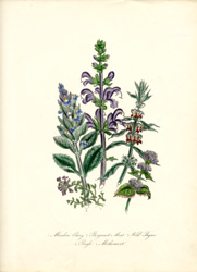 Meadow Clary