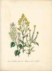 Hedge Mustard