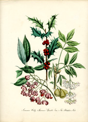 Common Holly