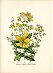 St. John's Wort