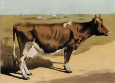 Guernsey Cow