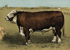 Hereford Bull 