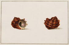 Echinated Snail shell