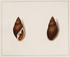Fibrous Snail shell