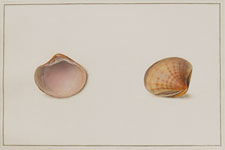 rayed cockle shell