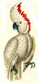 Martyn bird prints 18th century