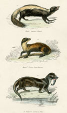 pine martin, otter