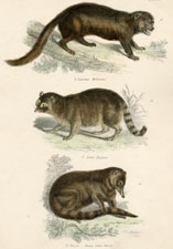 Plate 11 Wolverine, Raccoon, Coali Mondi