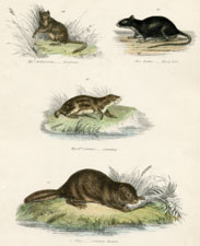 Plate 15, Beaver, etc