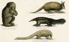 Plate 17, Armadillo, etc.