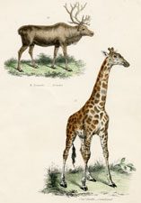Plate 22 Reindeer, Giraffe