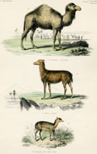 Plate 23 Camel etc