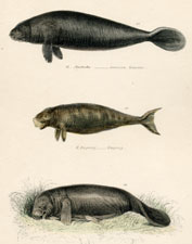 Plate 26 Manatee etc