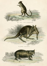 Plate 29 Kangaroo, Wombat, etc.