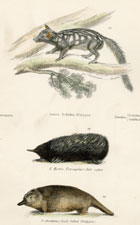 Platypus, Porcupine