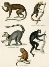Plate 3, Ring-tailed Monkey, etc.