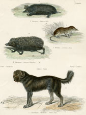 Plate 3, Ring-tailed Monkey, etc.