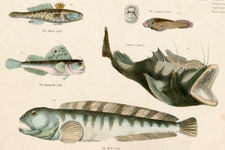 Goby, Angler, etc.