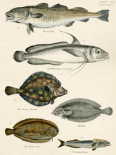 The Cod Fish, etc.