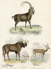 Ibex Goat, Gnu, Antelope