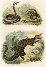 Plate 2a, Iguana, etc.