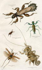 Plate 2a, Iguana, etc.