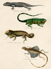 Plate 2a, Iguana, etc.