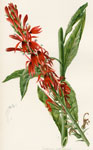 Cardinal's Flower