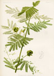 Illinois Acacia