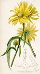 Maximilian's Sunflower