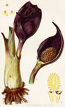 Skunk Cabbage