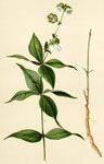 Starry Campion or Catchfly