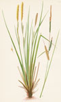 Tussock-Sedge