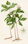 Wind-flower or Wood-Anemone