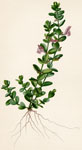 Wright's Skullcap